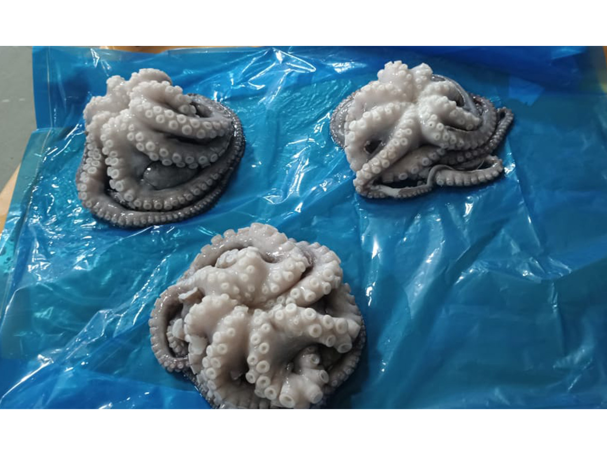 Frozen Big Octopus Whole Cleaned